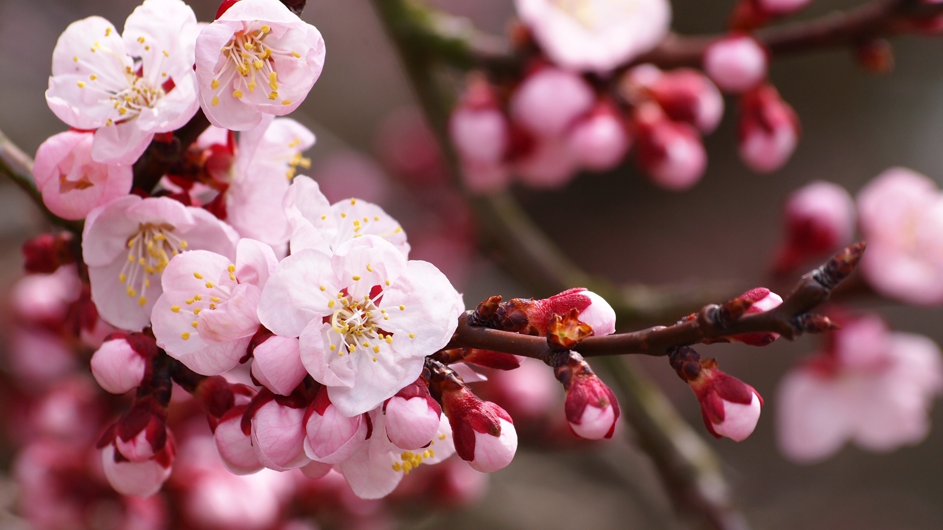 World举重青少年联赛国际站：跨国交流提升竞技水平，举重世界大赛